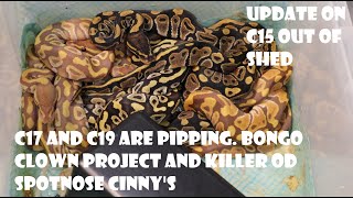 C17 amp 19 pipping Did we hit the Bongo Clowns Plus killer od spotnose ciinys and hatchling updates [upl. by Ennaisoj]