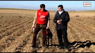 Campeonato de España de galgos en campo Final [upl. by Enineg914]