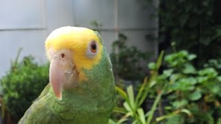 Soy Fito Loro está en vivo Saludando en CDMX loros bird viral nature [upl. by Dilly]