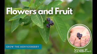 Landscape Tree with Delicious Fruit  The Serviceberry [upl. by Aneetsirk]