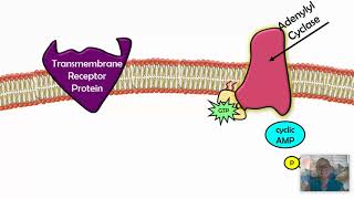 Signal Transduction Pathways AP Biology 42 [upl. by Shandeigh]