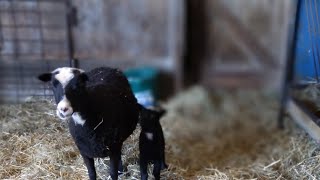 Lambing Shearing and Spring  a Farm Vlog [upl. by Artamas]