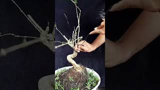 Wiring bahan bonsai seribu bintang bonsai bonsaitree bonsaiindonesia shorts video [upl. by Reinhard686]