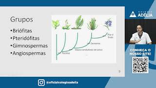 Botânica Introdução ao Reino Plantae [upl. by Bullard]