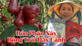 Cách Bón Phân Đất Cho Cây Ăn Trái Mận Trồng Trong Chậu Ra Bông Trái Đầy Cành [upl. by Hamlen979]