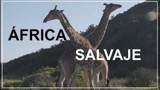 África salvaje [upl. by Annairoc676]