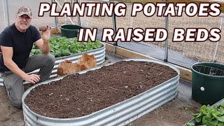 How and when to plant potatoes in raised beds [upl. by Alfonso]