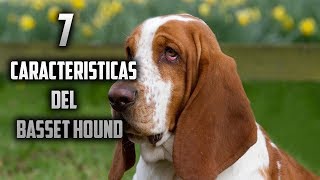 Top 7 Caracteristicas del Basset hound [upl. by Aleda]