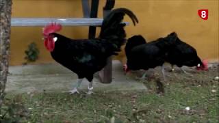 Gallina castellana negra raza en peligro de extinción  Informe Salamanca [upl. by Eillac]