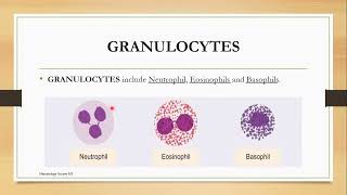 Granulocytes Topic 2 Cashirkii 1aad [upl. by Anuska]