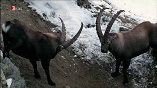 Steinbock in den Alpen [upl. by Lamphere]