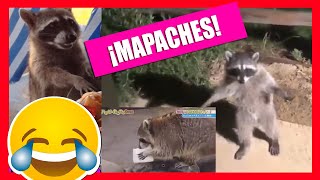 Videos graciosos de mapaches 🐱‍👤🎇🦝🦝 [upl. by Riatsala126]