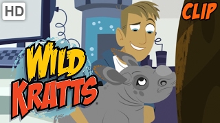 Wild Kratts  The Kratts Creature World Family Clip Compilation Half Hour [upl. by Celio]