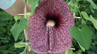 Waanzinnige plant de Aristolochia grandiflora [upl. by Sremmus]