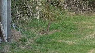 Stoat Dancing Aug 30th 1900 [upl. by Dickerson]