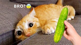 Silliest CATS on Earth 😂 Funny Cats Videos 2023 [upl. by Assirahs]