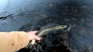 Bank Fishing Caney Fork River Lancaster Road Pull Off [upl. by Jenna]