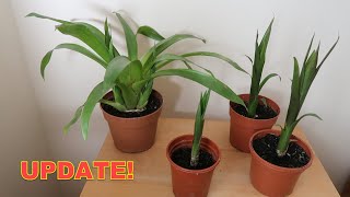 Bromeliad Propagation Update  Check Out These Guzmania Pups [upl. by Naiditch879]