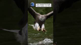 Grey Headed Fish Eagle [upl. by Fairleigh]