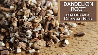 Dandelion Root Benefits as a Cleansing Herb [upl. by Divan]