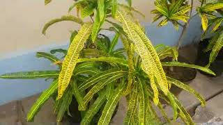 Garden Croton  Codiaeum variegatum  Puring  Native to Indonesia Malaysia  Australia [upl. by Celeski43]