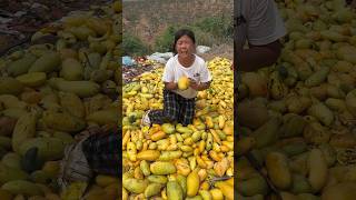 Rural agricultural life and mango harvest fruit mango 2024 [upl. by Necaj]