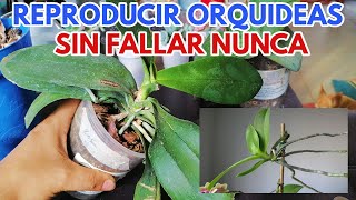 como reproducir orquídeas el único método que funciona chuyito jardinero [upl. by Ettelrats]