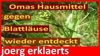 Omas Natur Hausmittel gegen Blattläuse bekämpfen Tutorial Video Nr114 [upl. by Esina]