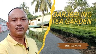 DARJEELING TEA GARDEN [upl. by Canotas]