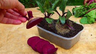 Can you regrow beets from kitchen scraps [upl. by Atsiuqal]