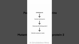 Ceftobiprole cephalosporins antibiotic  ZMD Health Science [upl. by Aubin672]