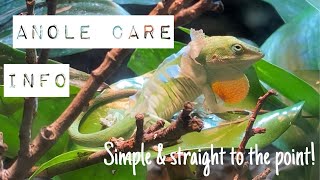 How to keep green anoles in captivityInfofeeding setup etc [upl. by Allicserp287]