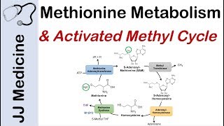 Methionine Metabolism and Activated Methyl Cycle  Pathway and Purpose [upl. by Aiekram]