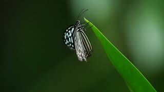 Blue Glassy Tiger butterfly [upl. by Lledrev]