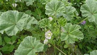 Identifying Common Mallow [upl. by Alul]