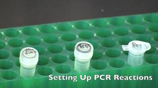 GMO Detection by PCR [upl. by Eceined]