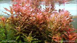 Rotala Macrandra akwarystyczny24 [upl. by Sinnel]