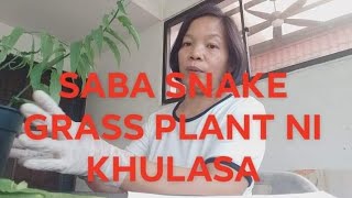 SABAH SNAKE GRASS PLANT SEE HOW TO USE IT [upl. by Terri]