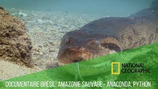 DOCUMENTAIRE BRÉSIL AMAZONIE SAUVAGE  ANACONDA PYTHON [upl. by Bloem]