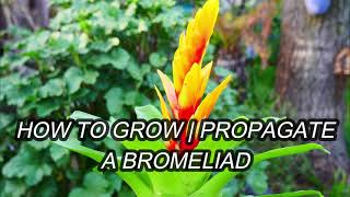 How To Grow  Propagate a Bromeliad [upl. by Sigmund]