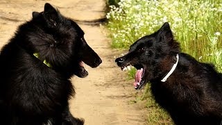 Belgian Groenendael Dog Attack [upl. by Inglis313]