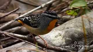 Spotted Pardalote Clip 13 HD VIDEO Australian Bird Media [upl. by O'Carroll875]