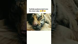 YouTube audience dont miss this short video 😊🐯😊 song bollywood love trending viralsong [upl. by Sall664]