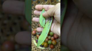 lets harvest peas from the garden shorts satisfying asmr [upl. by Ahsata]