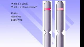 Genes Alleles Genotypes and Phenotypes [upl. by Naivart562]