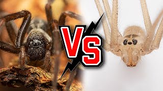 Daddy longlegs Spider Vs Black House Spider A Deadly Encounter [upl. by Anniken]