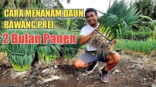 Cara Menanam Daun Bawang Prei 2 Bulan Panen  Tips Langsung Dari Petaninya [upl. by Ballinger563]