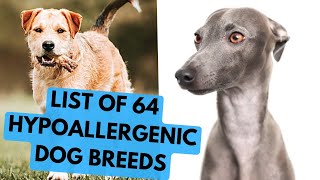 64 Hypoallergenic Dog Breeds  Complete List [upl. by Ailices394]