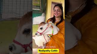 cute😘cow Below 1 to 2 feet youtube viral reels miniature trend youtube cow farming animals [upl. by Rafaello]