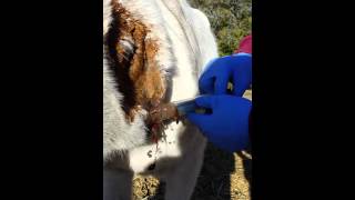 Horse Abscess Being Lanced [upl. by Maclaine]